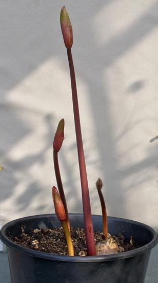Amaryllis de flori - îngrijire și creștere la domiciliu
