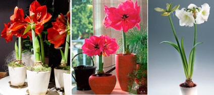 Îngrijirea florilor Amaryllis la domiciliu