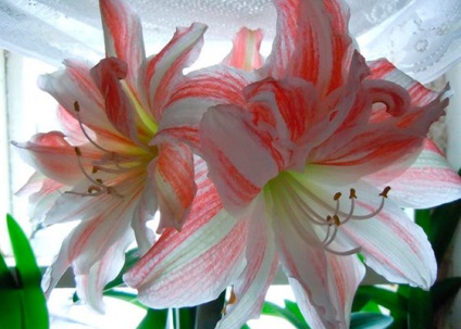 Îngrijirea florilor Amaryllis la domiciliu