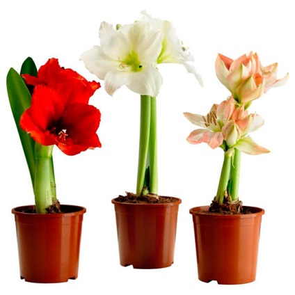 Îngrijirea florilor Amaryllis la domiciliu