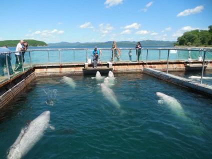 Dolphinarium în Livadia