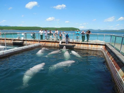 Dolphinarium în Livadia