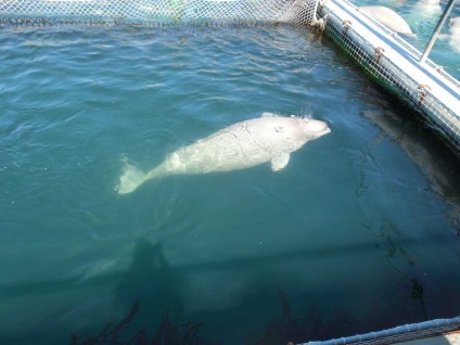 Dolphinarium în Livadia