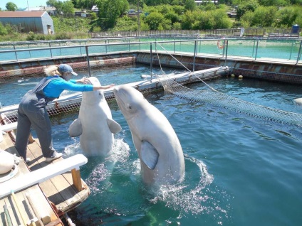 Dolphinarium în Livadia