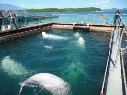 Dolphinarium în Livadia