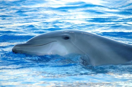 Delfinek! (19 fotók) (vasi.net) Delfinek! (19 fotó)
