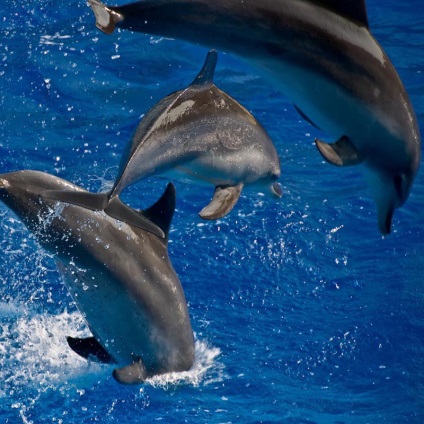 Delfinek! (19 fotók) (vasi.net) Delfinek! (19 fotó)
