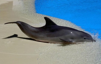Delfinek! (19 kép) (вася) Delfinek! (19 fotó)