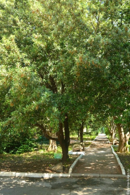 Arborétum és a Museum of Nature Alushta, vagy egy darab természet a fülledt városi klub