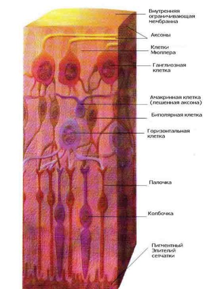 Designul ochiului uman