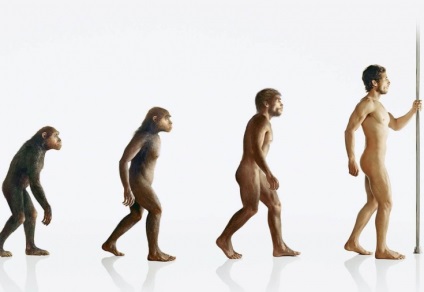 Dovezile despre evoluția rudimentului în corpul uman