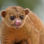 Pet Kinkajou - descriere, fotografii - lumea animalelor