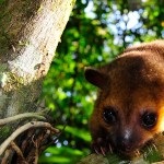 Pet Kinkajou - descriere, fotografii - lumea animalelor