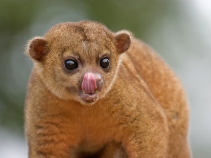 Pet Kinkajou - descriere, fotografii - lumea animalelor