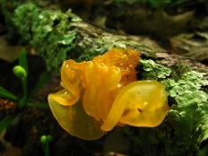 Orange portocaliu (tremella mesenterica)