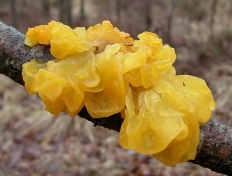 Orange portocaliu (tremella mesenterica)