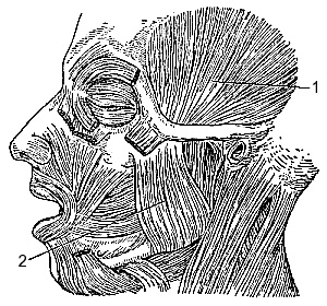 Arcuțele maxilarului superior și inferior