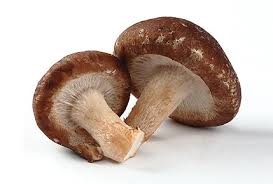 A kivonat a shiitake (shiitake kivonatot) St. Petersburg