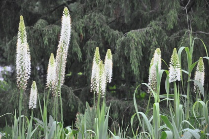 Eremurus szaporodása ültetés és gondozás nyílt terepen az országban, egy hibrid virágfélékkel mint