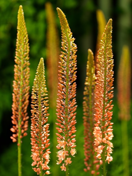 Eremurus szaporodása ültetés és gondozás nyílt terepen az országban, egy hibrid virágfélékkel mint