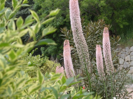 Eremurus szaporodása ültetés és gondozás nyílt terepen az országban, egy hibrid virágfélékkel mint