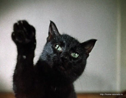 Mai multe despre pisicile negre - animalul de companie acasă