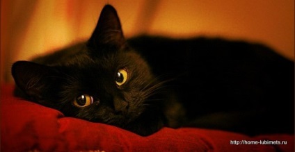 Mai multe despre pisicile negre - animalul de companie acasă