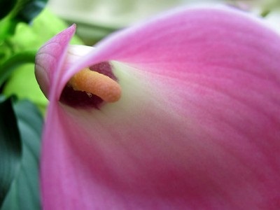 Ha liliom száraz levelek, a blog a növény-