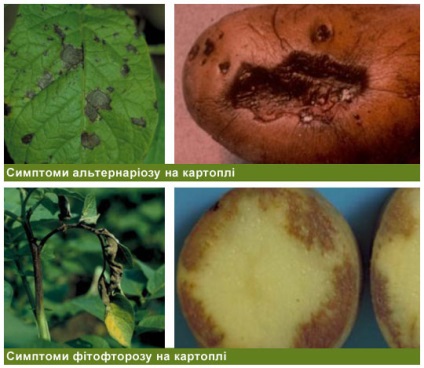 Phytophthoroza și alternaria de cartofi și roșii