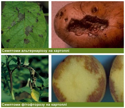 Мана и черни листни петна от картофи и домати