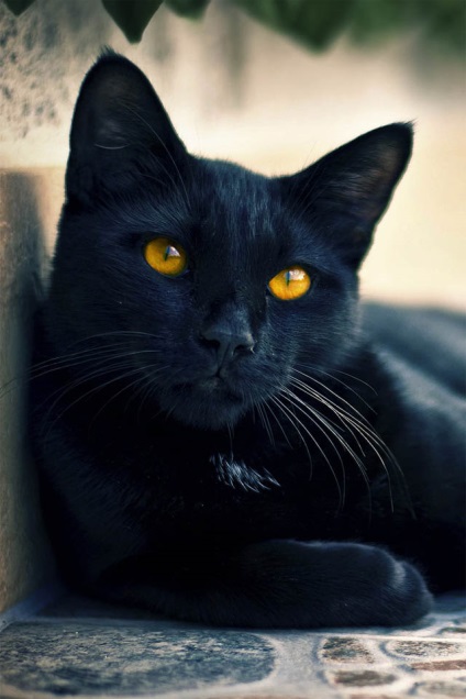 Fotografia unei pisici negre cu ochi galbeni