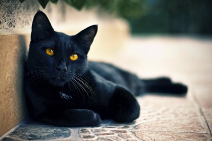 Fotó egy fekete macska sárga szemmel