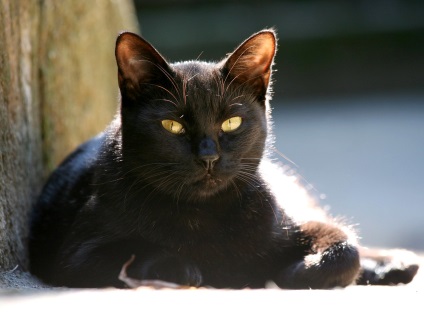 Fotografia unei pisici negre cu ochi galbeni