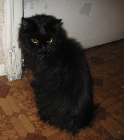 Fotó egy fekete macska sárga szemmel
