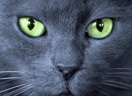 Fotografie de pisici gri cu ochi verzi
