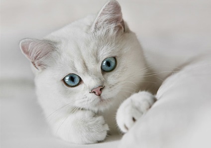 Fotografie de pisici gri cu ochi verzi