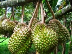 Fructe de durian