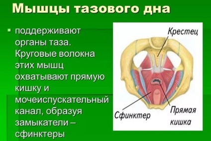 Diagnosticarea funcțională a inelului vulvar, perineului, a pliului pelvin și a uterului