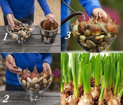 Kertészkedés, hogyan nőnek tulipánok otthon