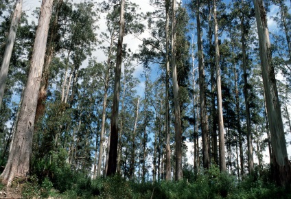 Giant eucalyptus australia