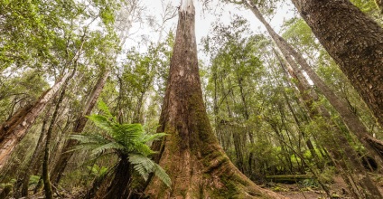 Giant eucalyptus australia