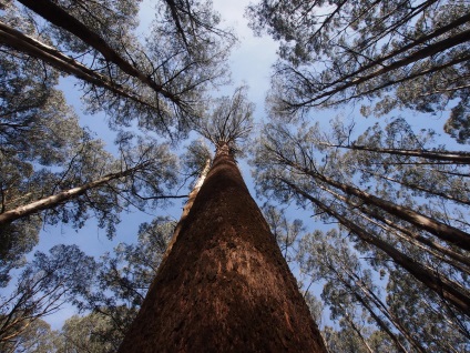 Giant eucalyptus australia