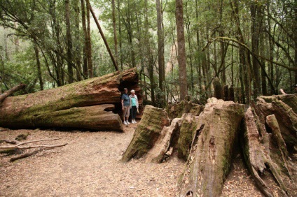 Giant eucalyptus australia