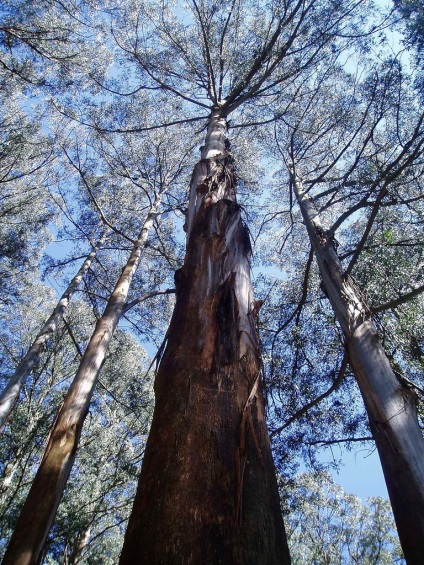 Giant eucalyptus australia