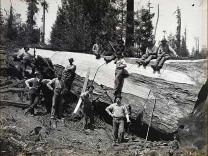 Giant eucalyptus australia