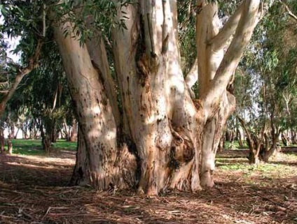 Giant eucalyptus australia