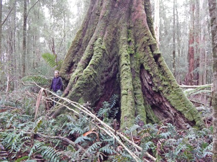 Giant eucalyptus australia