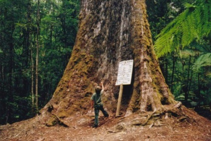 Giant eucalyptus australia