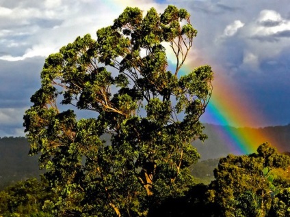 Giant eucalyptus australia