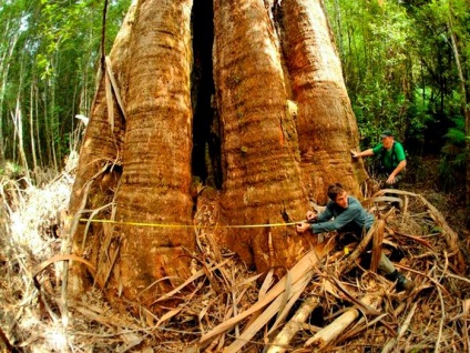 Giant eucalyptus australia